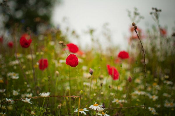 Claro con amapolas rojas y hierba verde