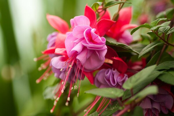 Fleur fuchsia rouge