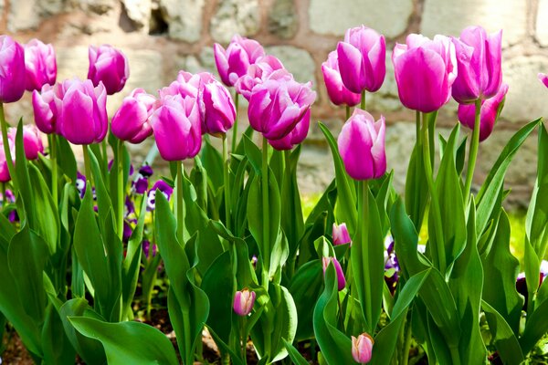 Fiori primaverili in giardino tulipani