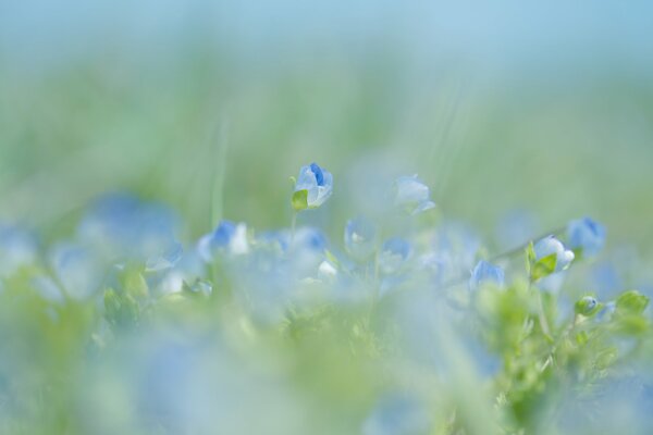 Blaue Blumen im Frühling Natur