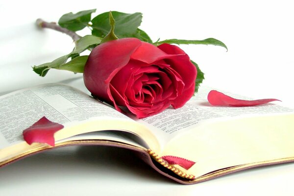 A scarlet rose lying on an open book