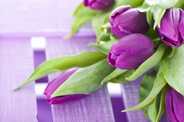 Belles tulipes tremblantes