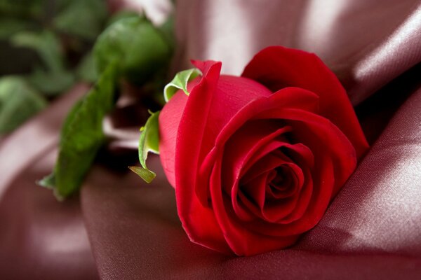 Red rose bud on fabric