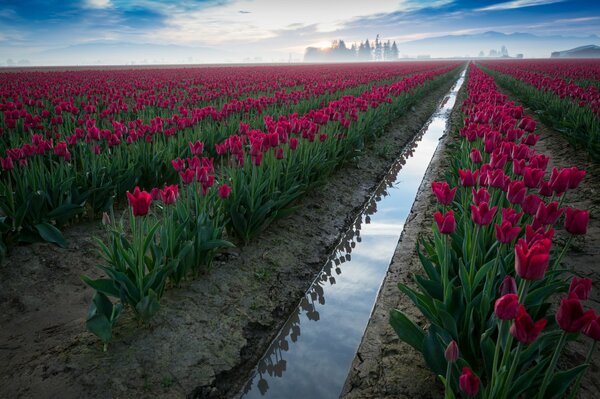 Campo de tulipán. Cielo y flores