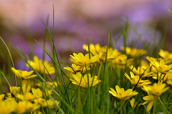 Mikro-Tapete gelbe Blumen im Sommer im Feld