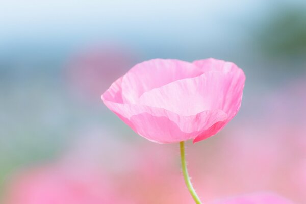 Pink poppy in the macro field of poppies