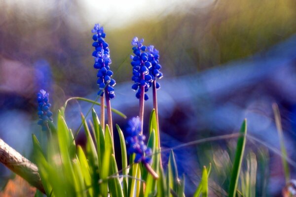 Los mensajeros azules del bosque de primavera