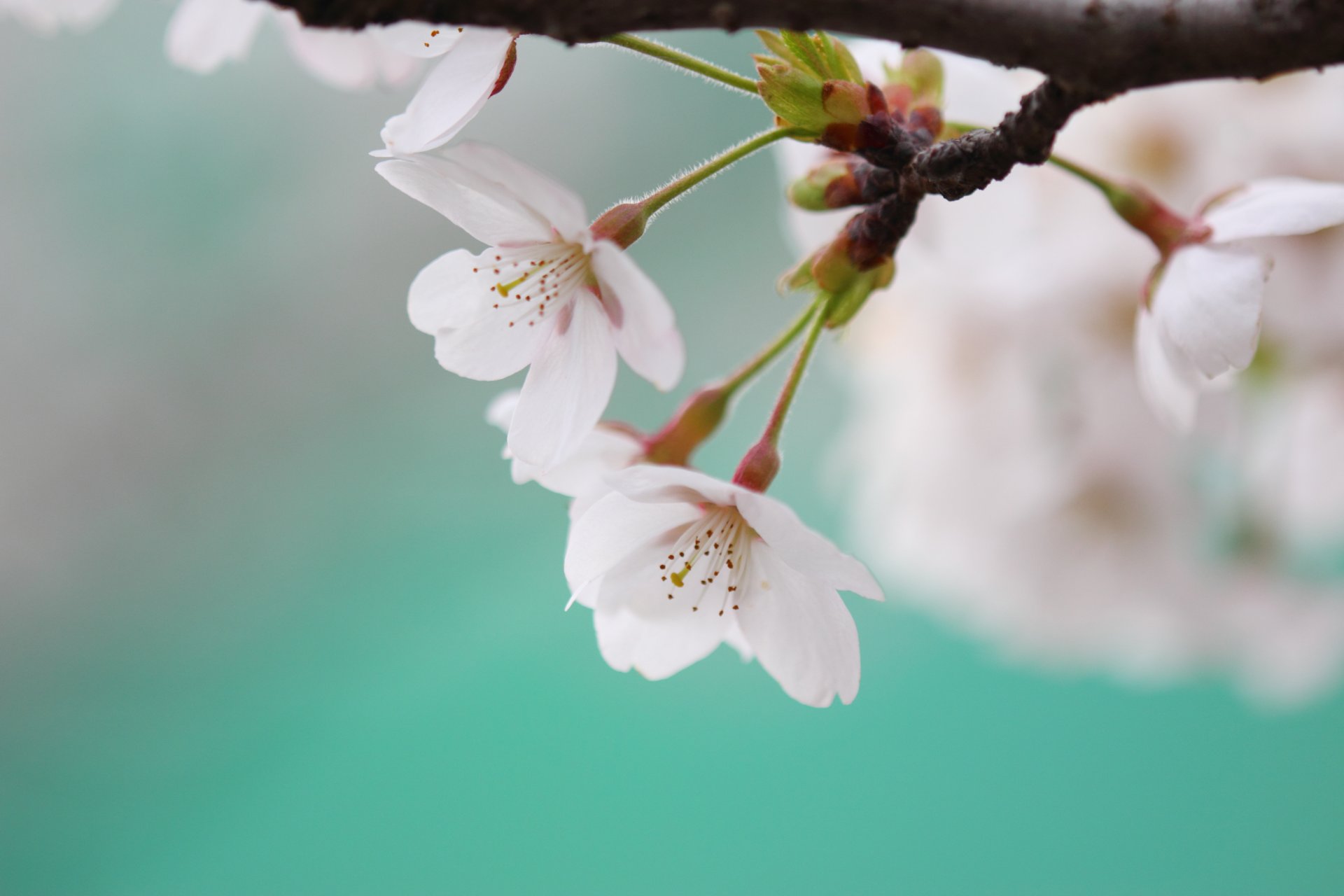 akura cherry flowering spring flowers white petals branch twig color blue macro