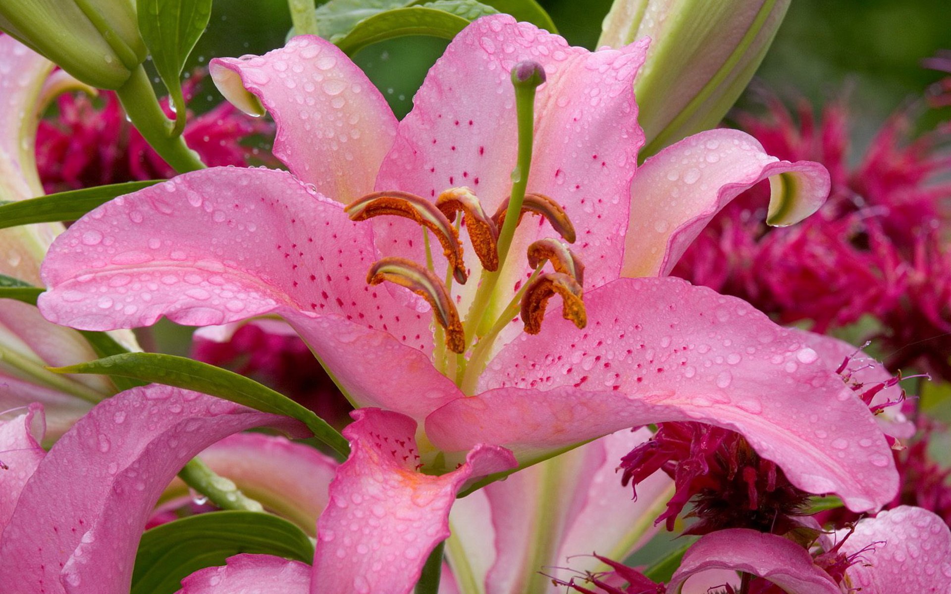 fondo de pantalla de la naturaleza lirios rosados flor gotas de agua belleza naturaleza lirio rosa rocío gotas pétalos estambres pistilos hojas tallos ternura