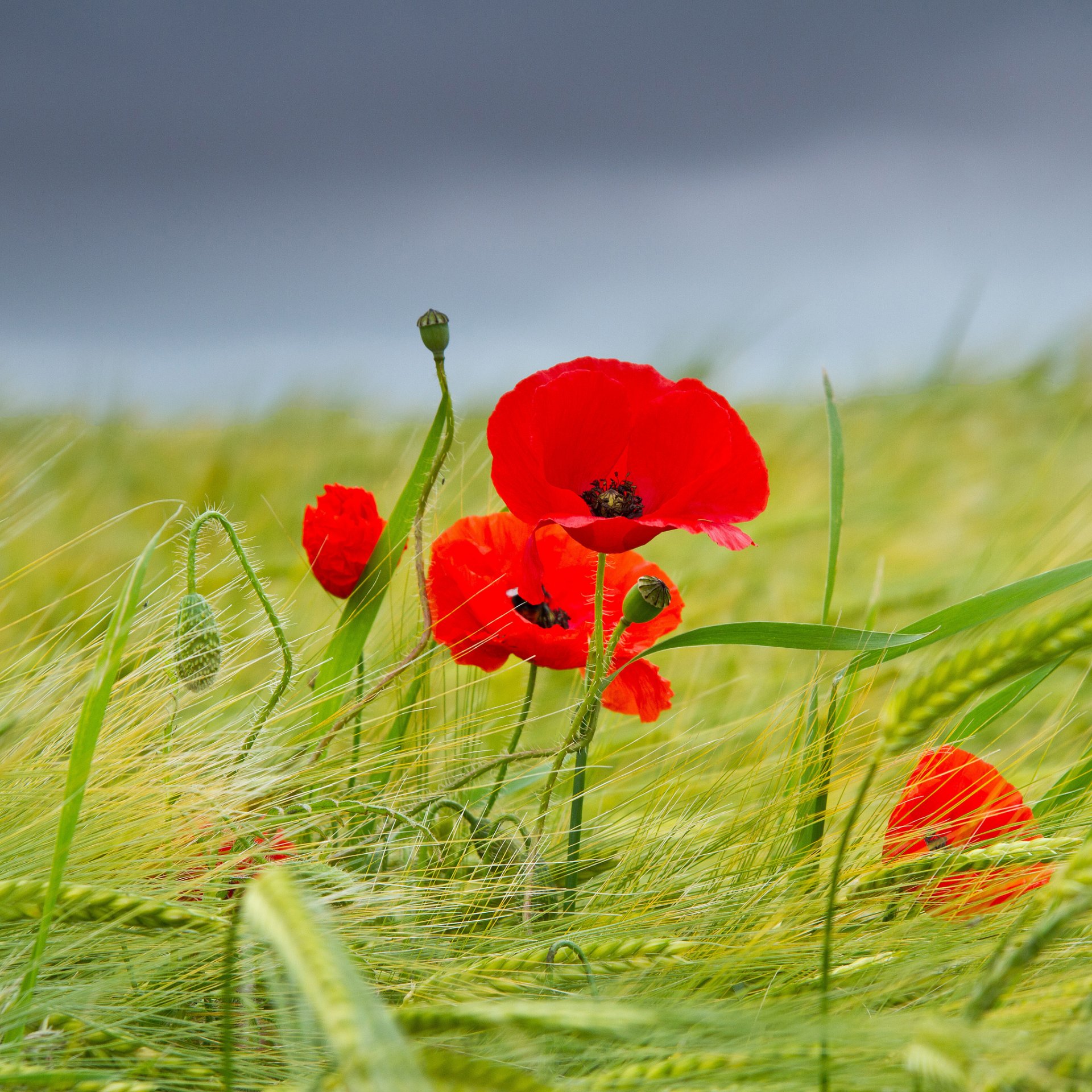 fleurs coquelicots champ épillets ciel été