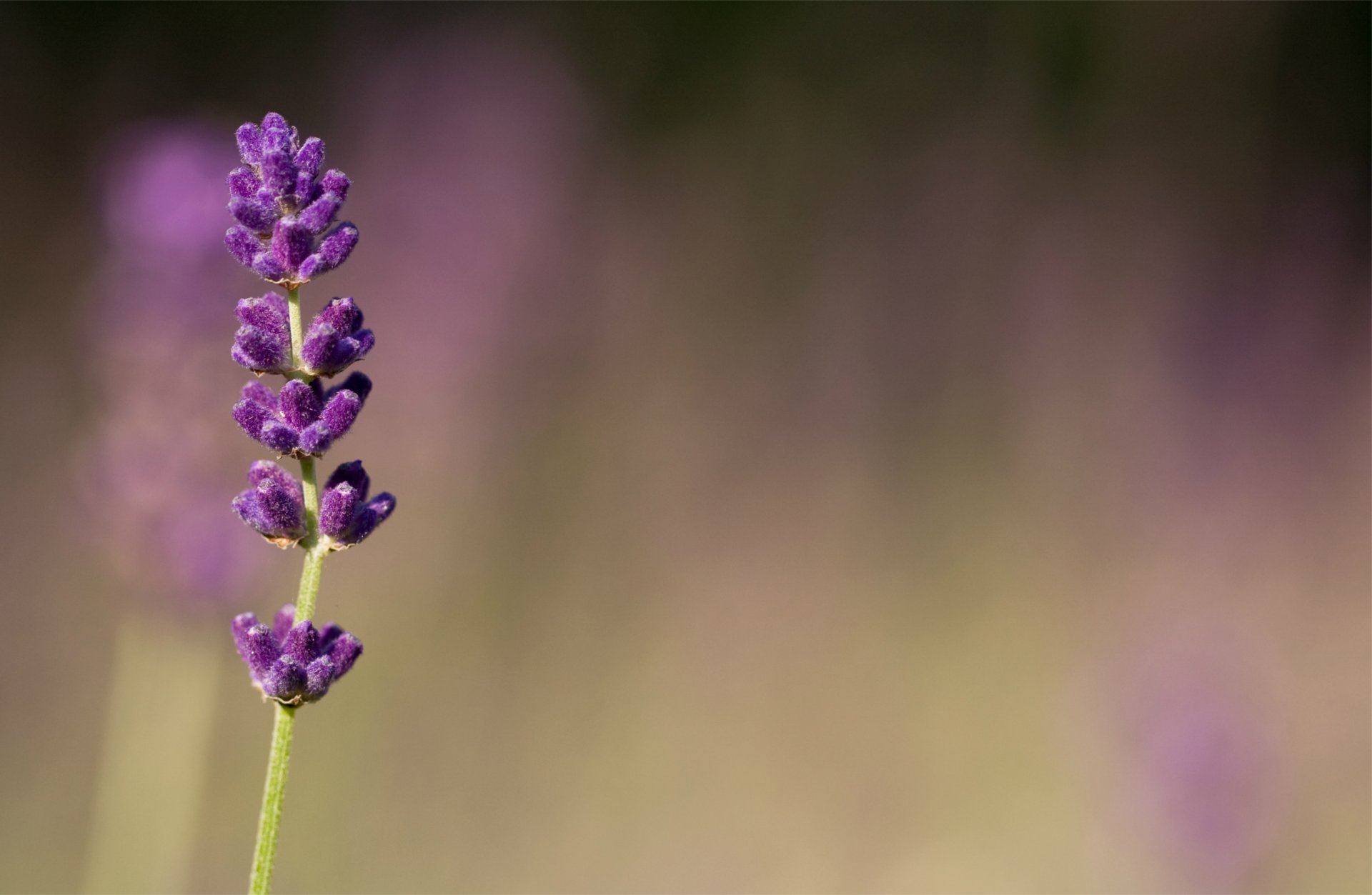 lavanda lila púrpura flores macro desenfoque