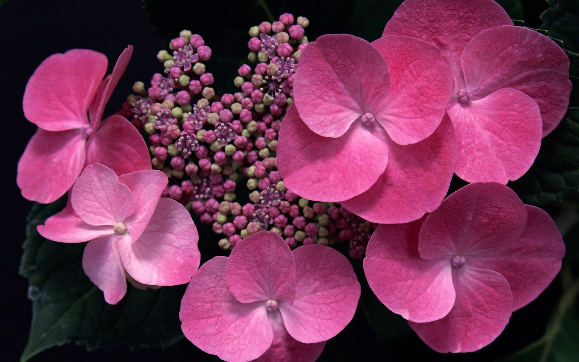 blumen hortensie knospen rosa makro