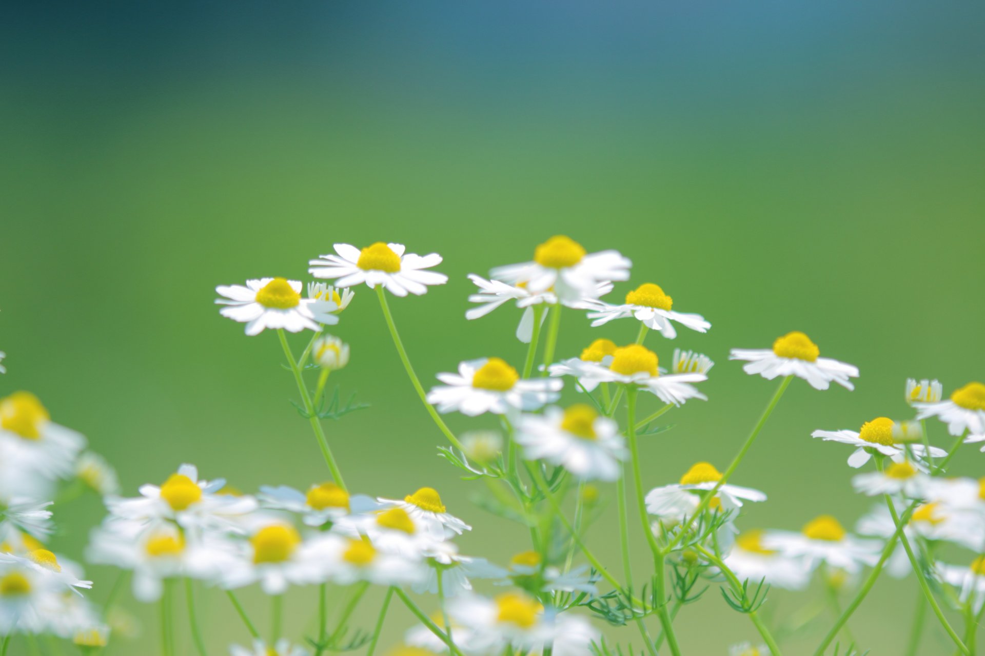 gänseblümchen weiß blumen busch gras grün pflanzen farbe grün sommer natur