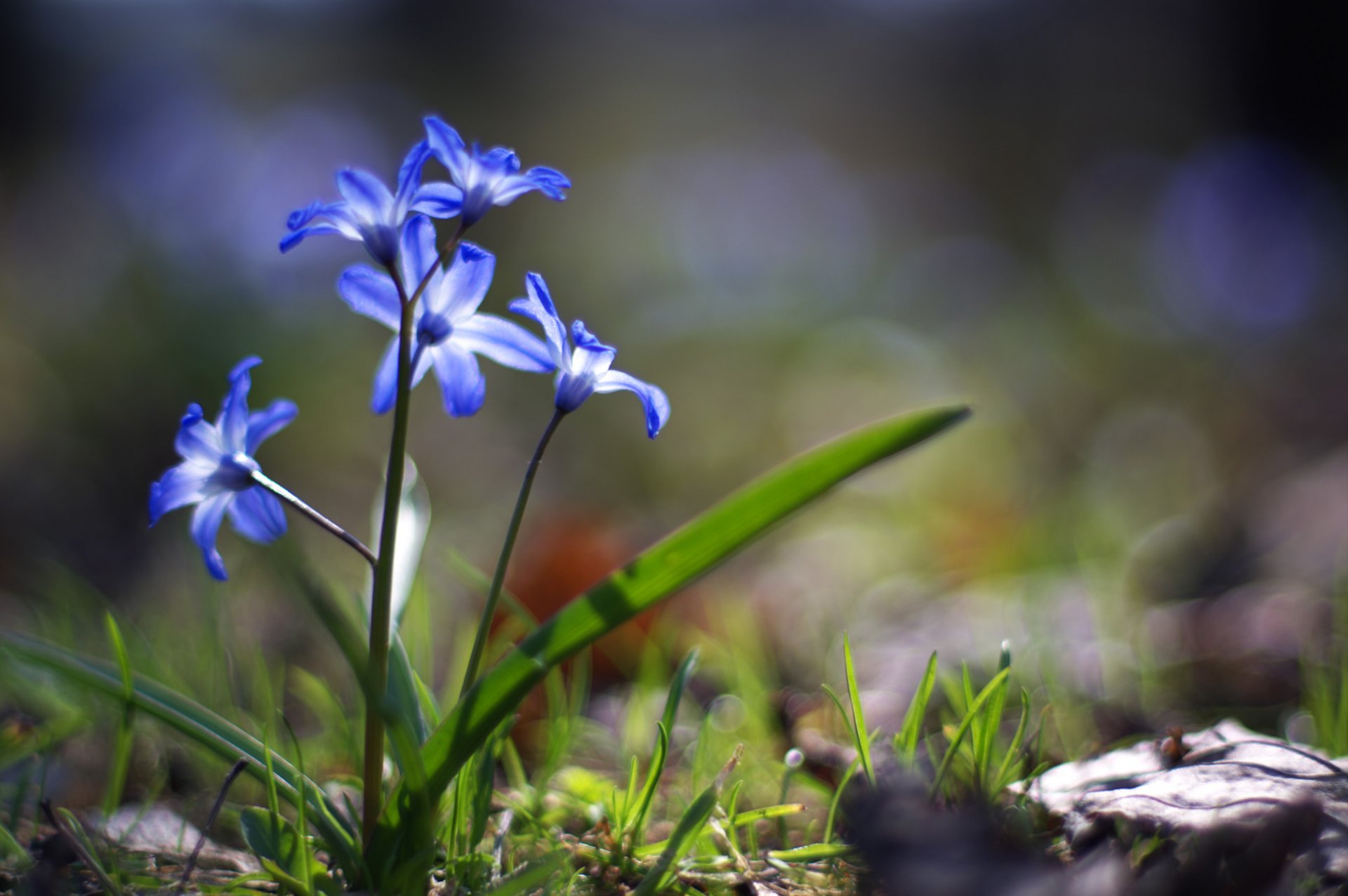 flores azul prímula hierba verde tierra primavera luz macro