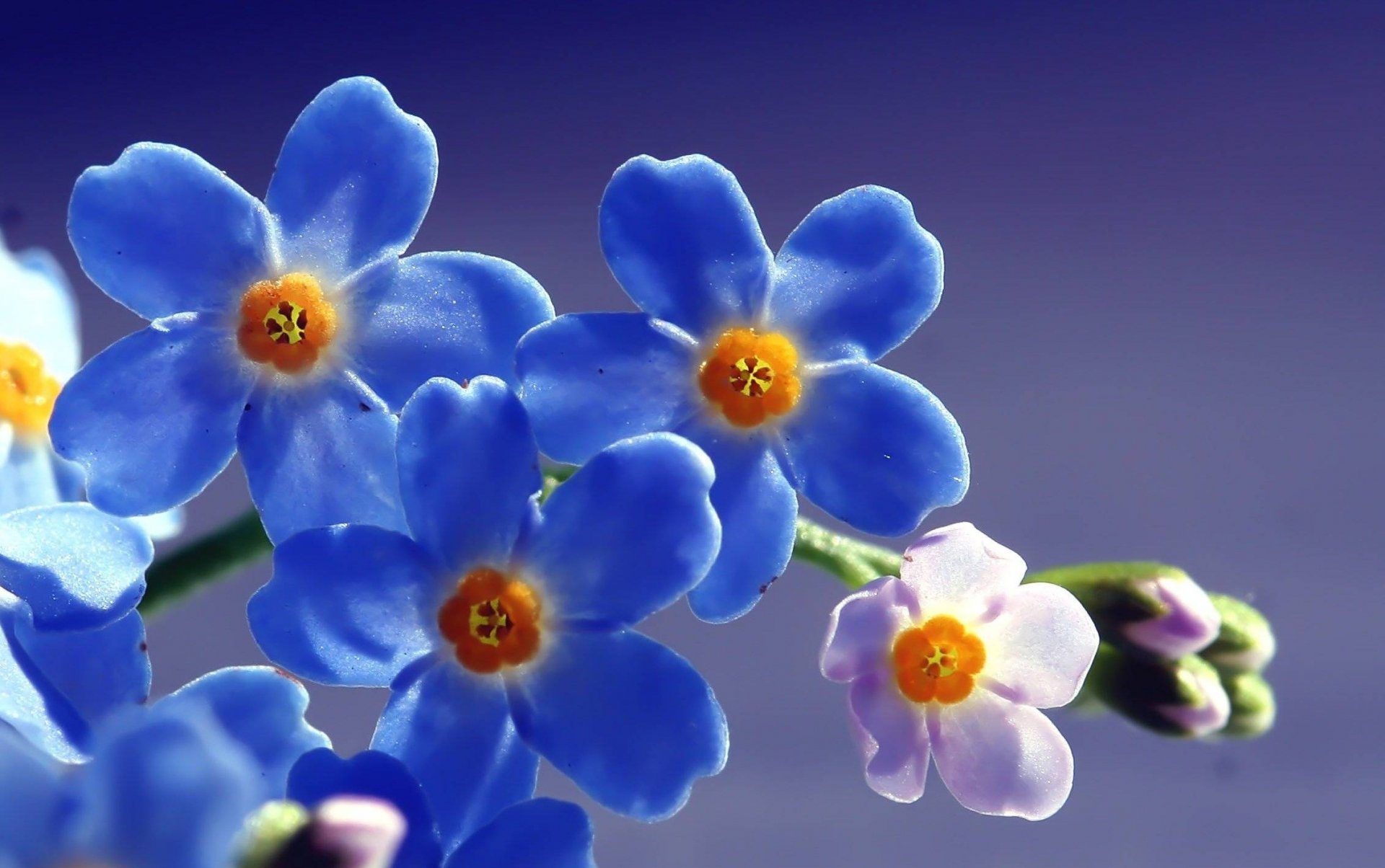 flores macro campo nomeolvides azul sol luz