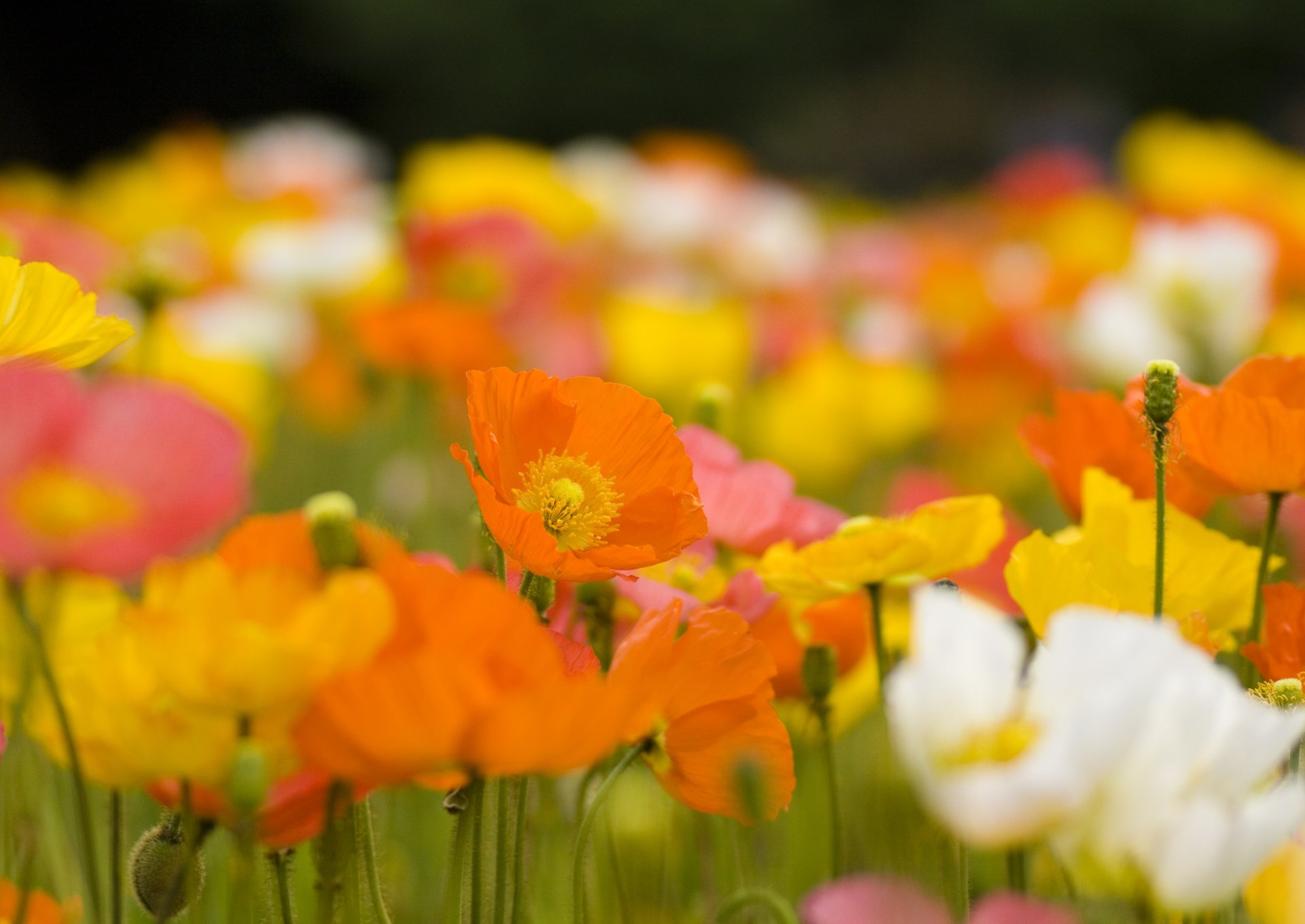 coquelicots fleurs bourgeons pétales orange jaune blanc lumineux tiges champ clairière plantes printemps nature floraison