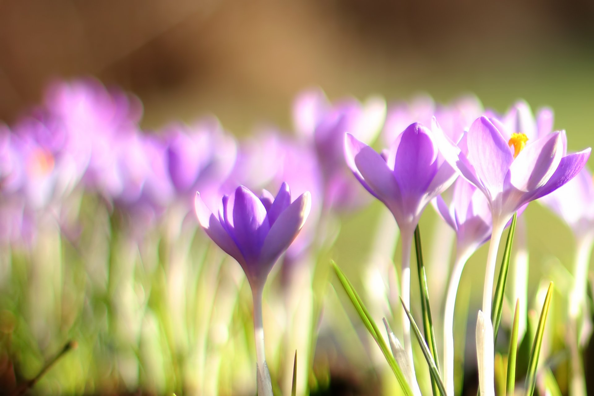 krokusy pierwiosnek wiosna bokeh