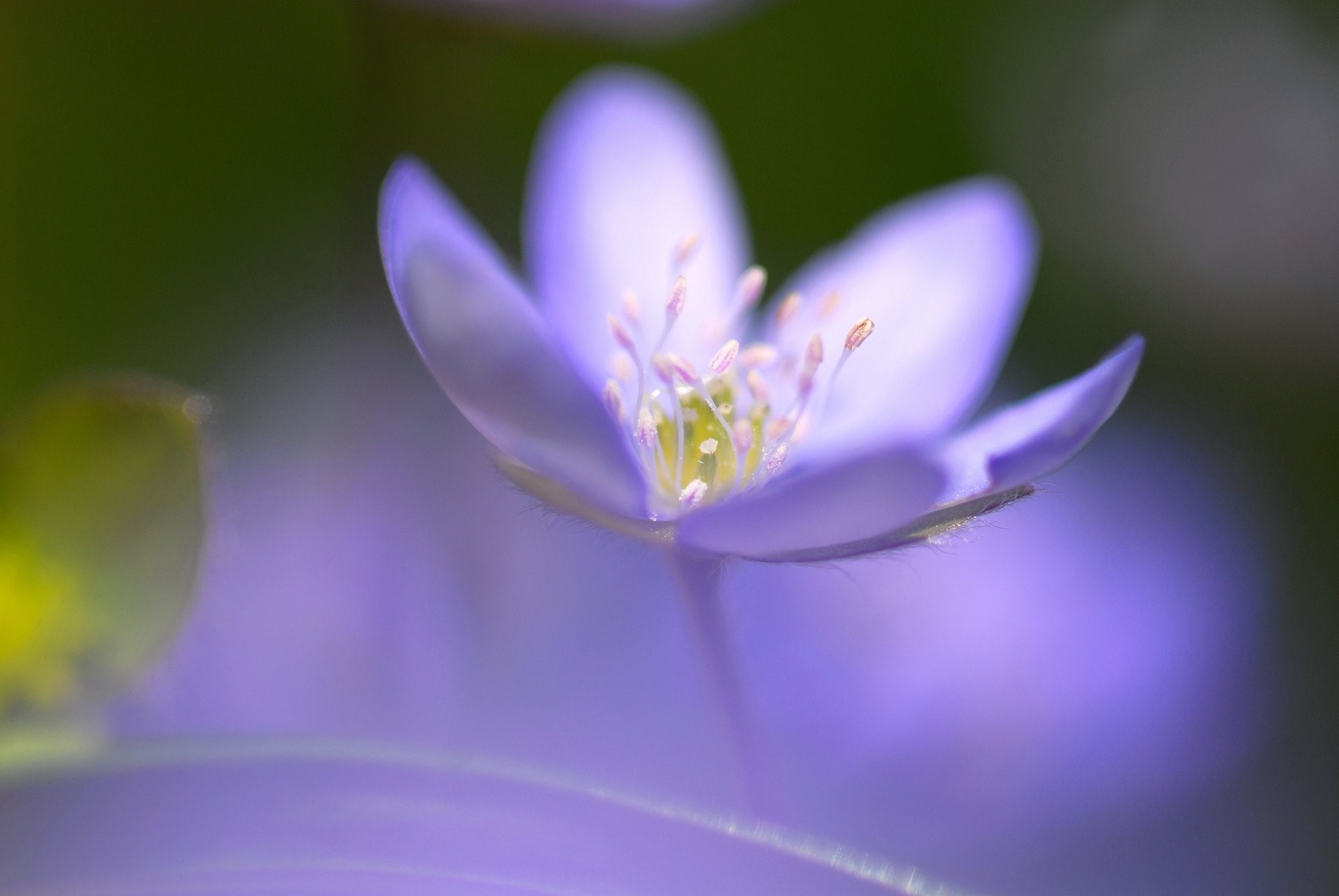 flower blue one focus middle blur