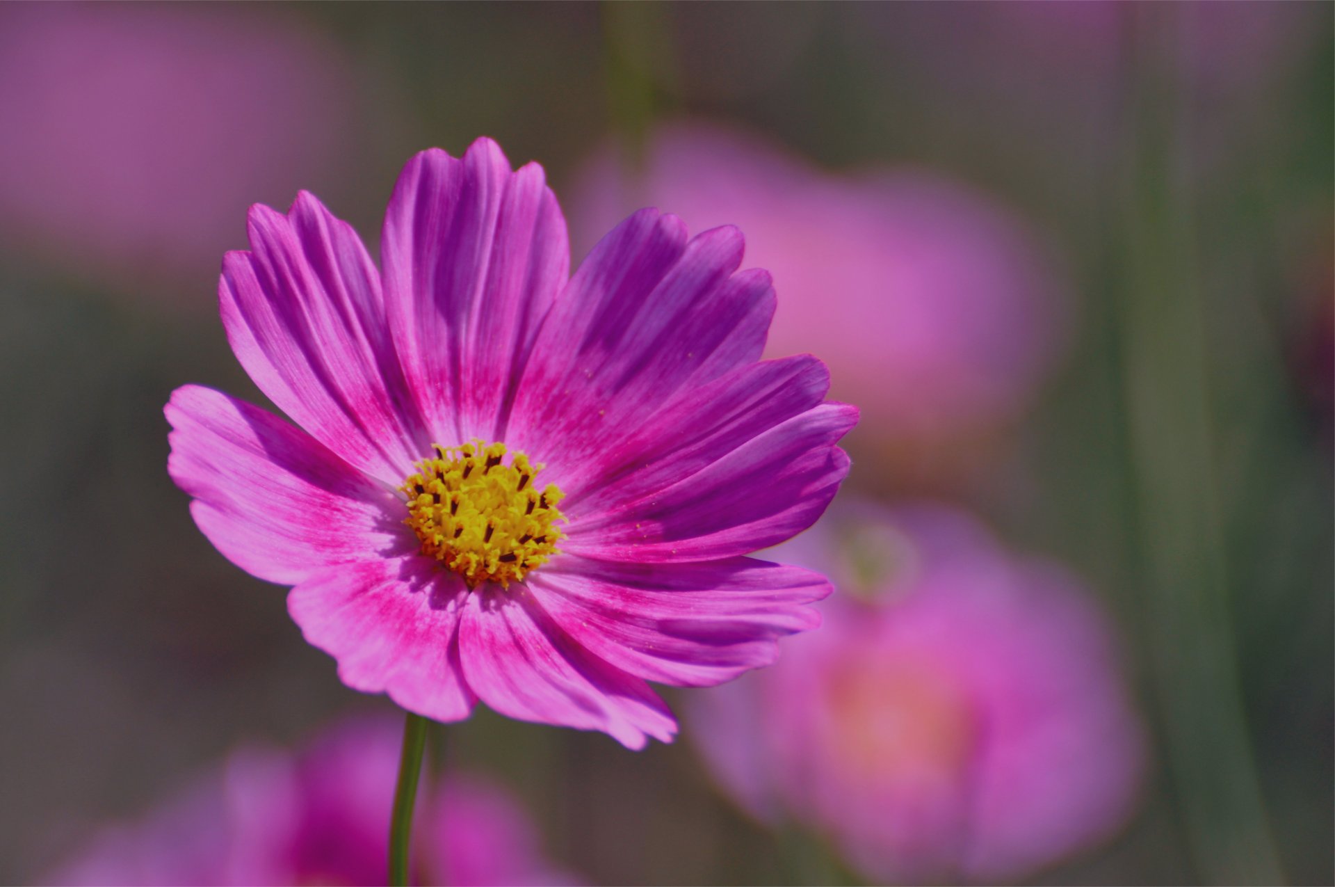 kosmea rosa blütenblätter makro unschärfe