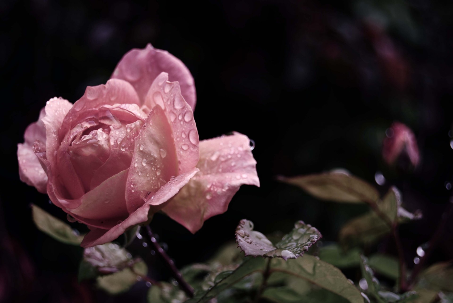 rose pink bud petals flower leaves drops water rosa rain beauty close up