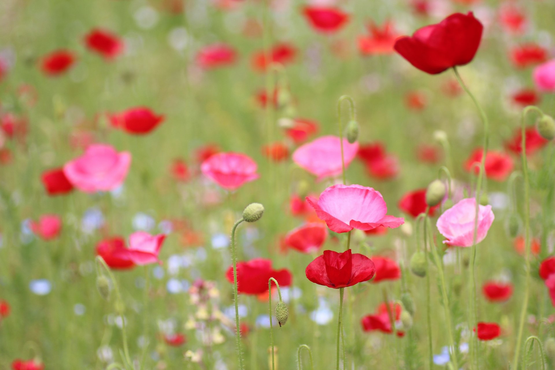 poppies red flower field grass plants summer