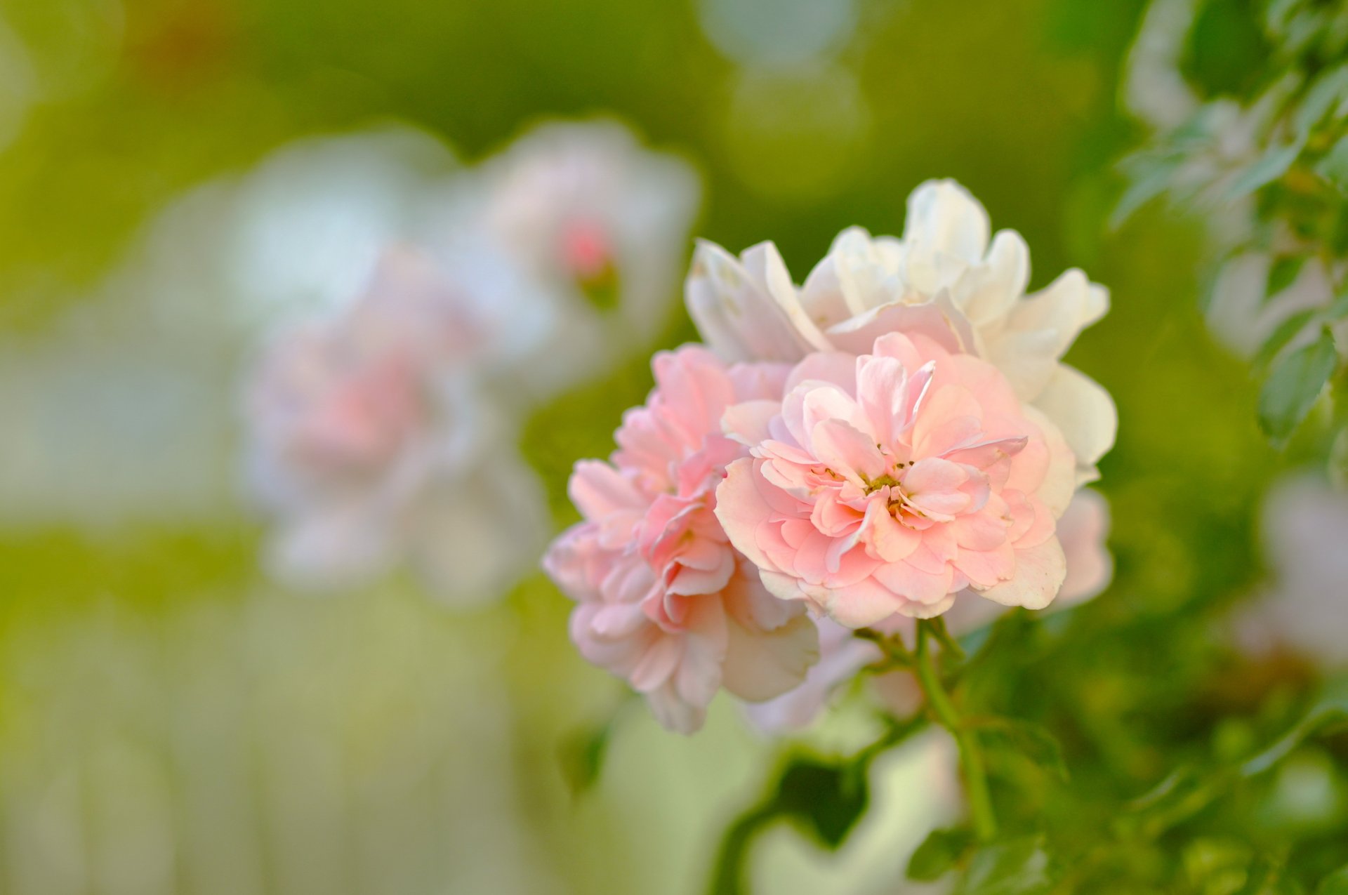 rosen rosa blumen blütenblätter knospen busch blätter grün grün garten verwischen zärtlichkeit schönheit natur makro