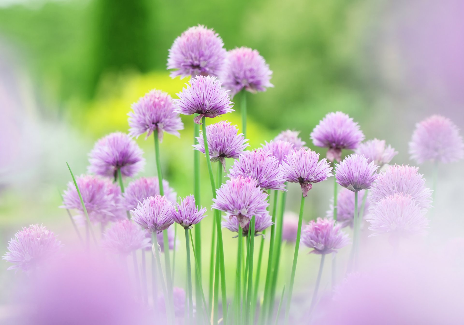 flower pink chive