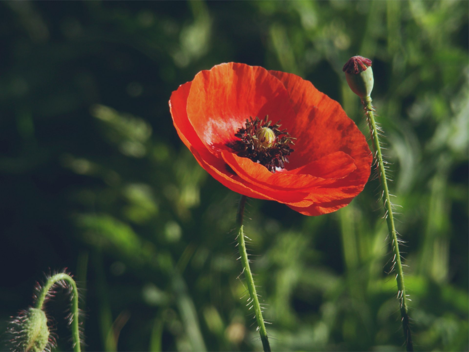 coquelicot rouge fleur fleurs bourgeons herbe macro flou