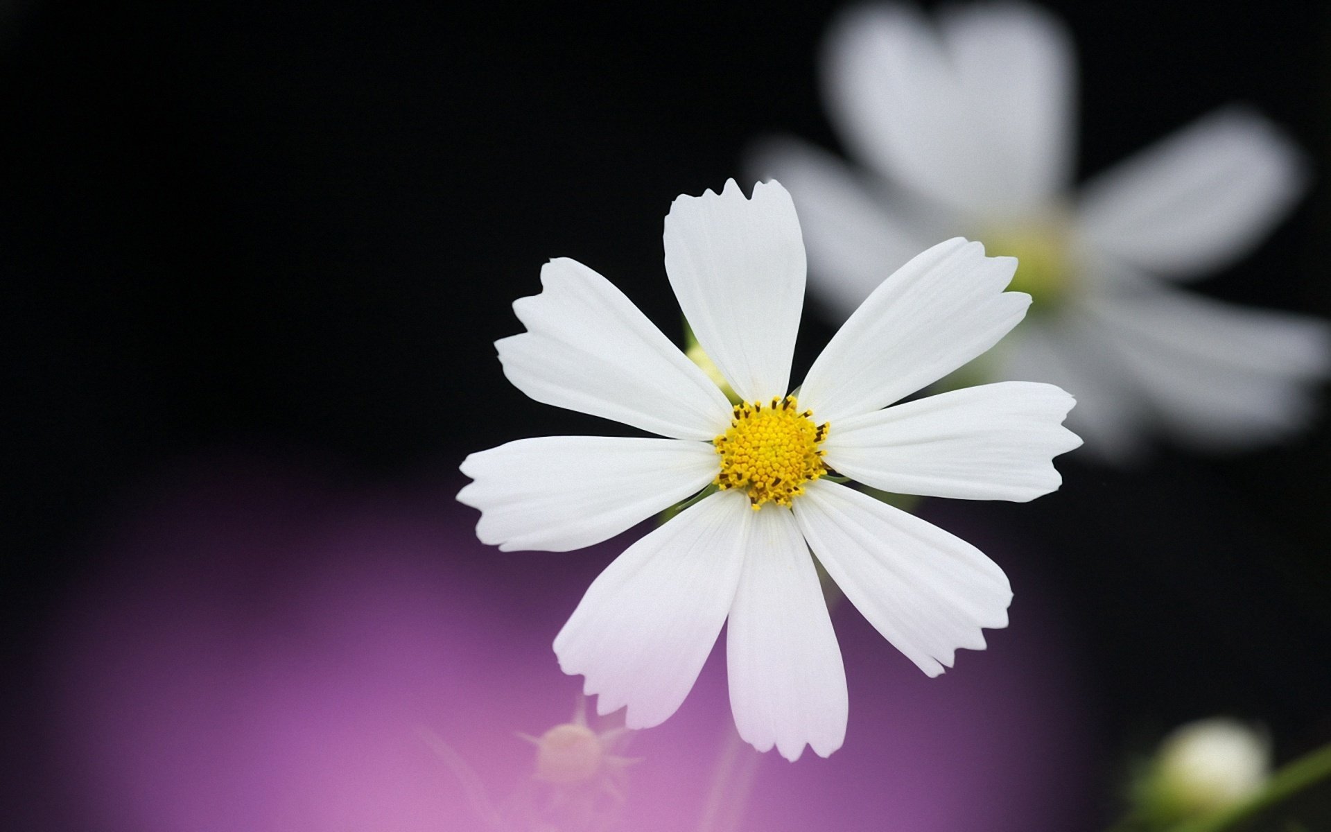 cosmea blanc pétales noir lilas fond