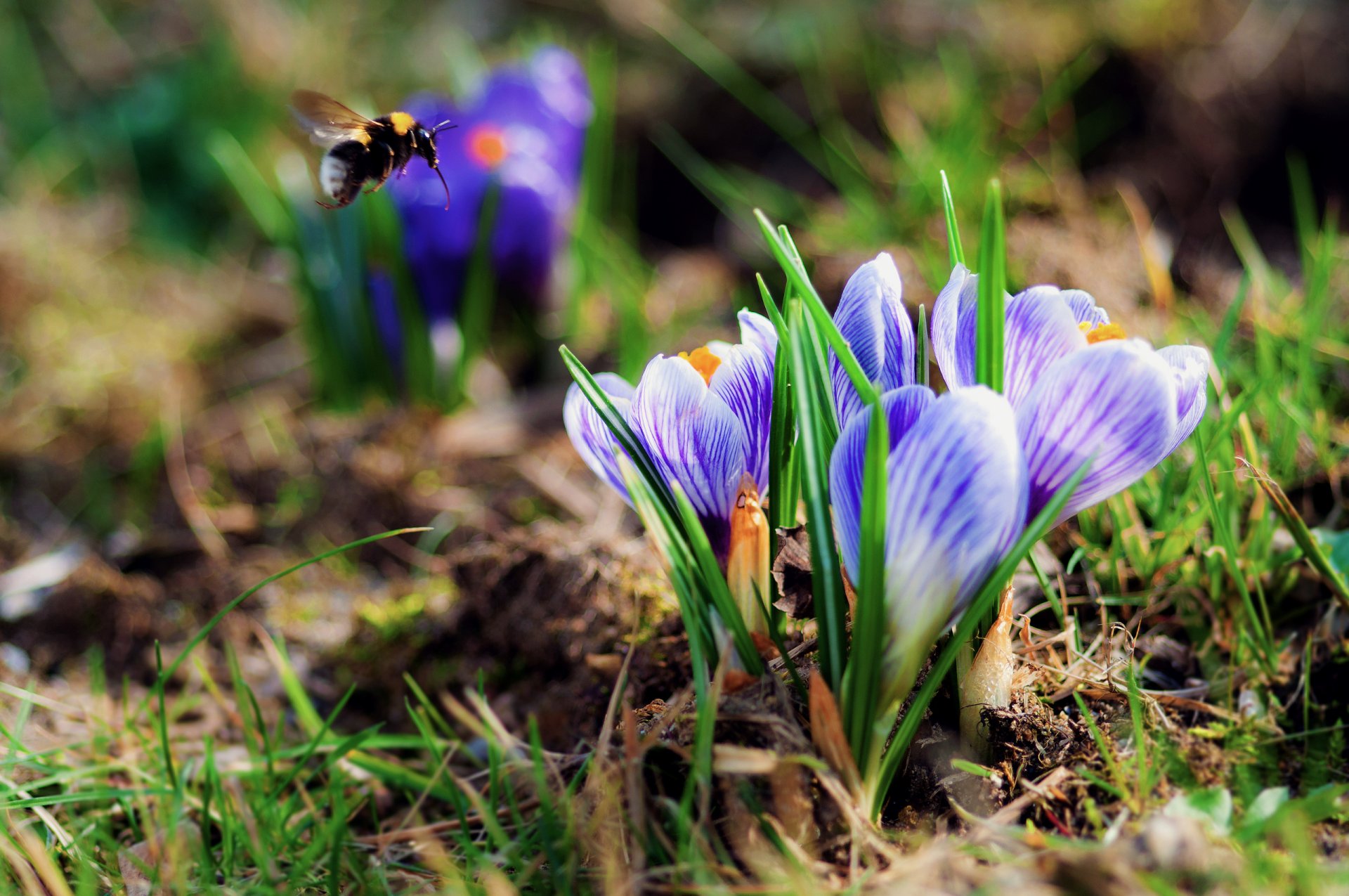 blumen frühling krokusse hummel