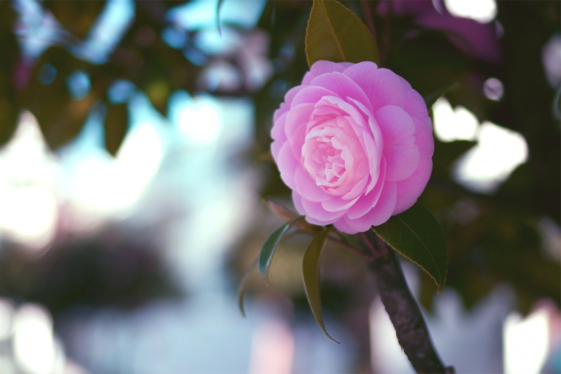 camélia rose fleur feuilles branche gros plan