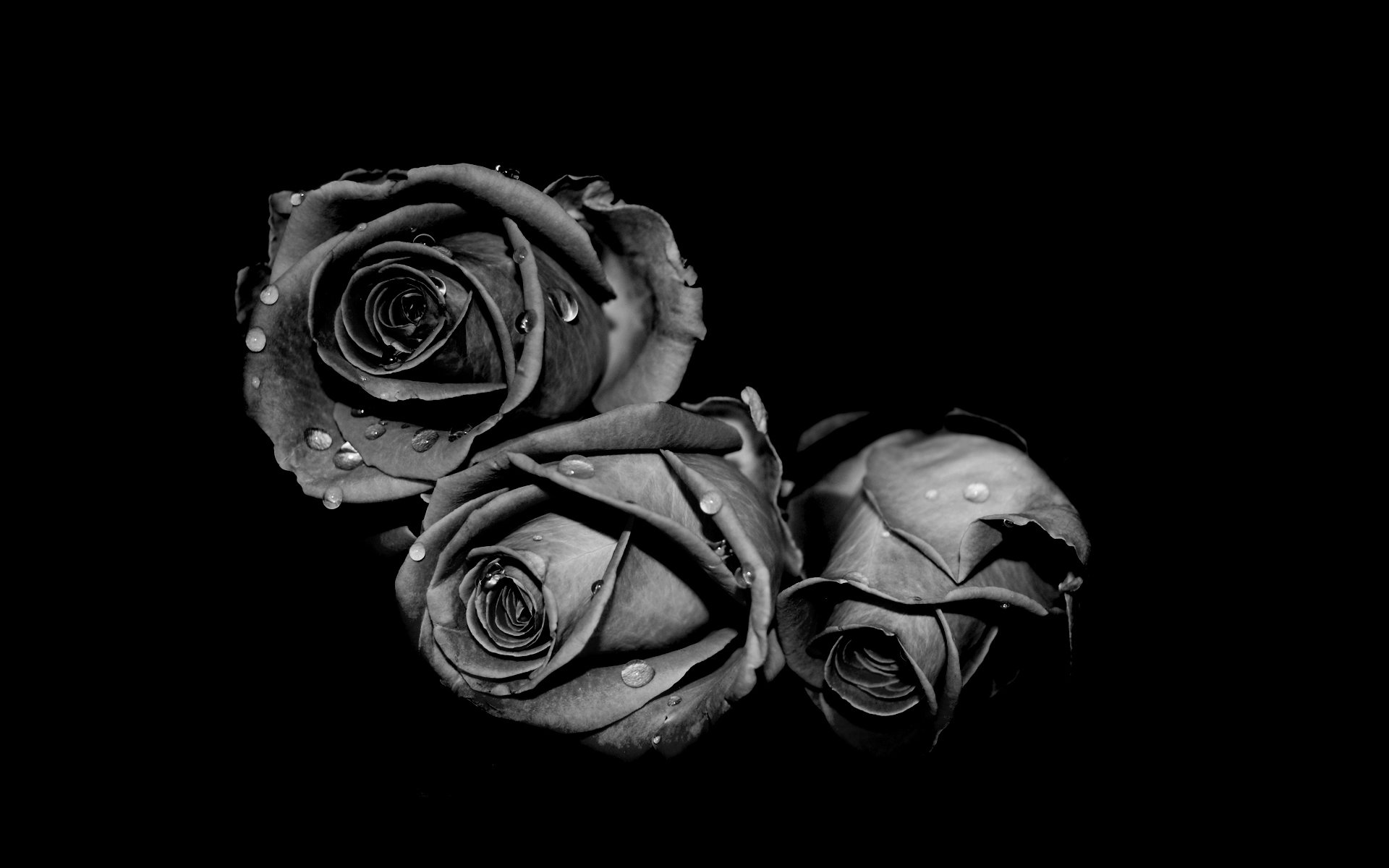 roses gouttes noir blanc gris