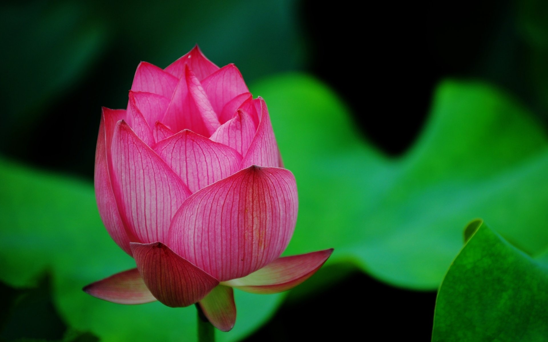 lotus fleur gros plan bourgeon verdure rose pétales