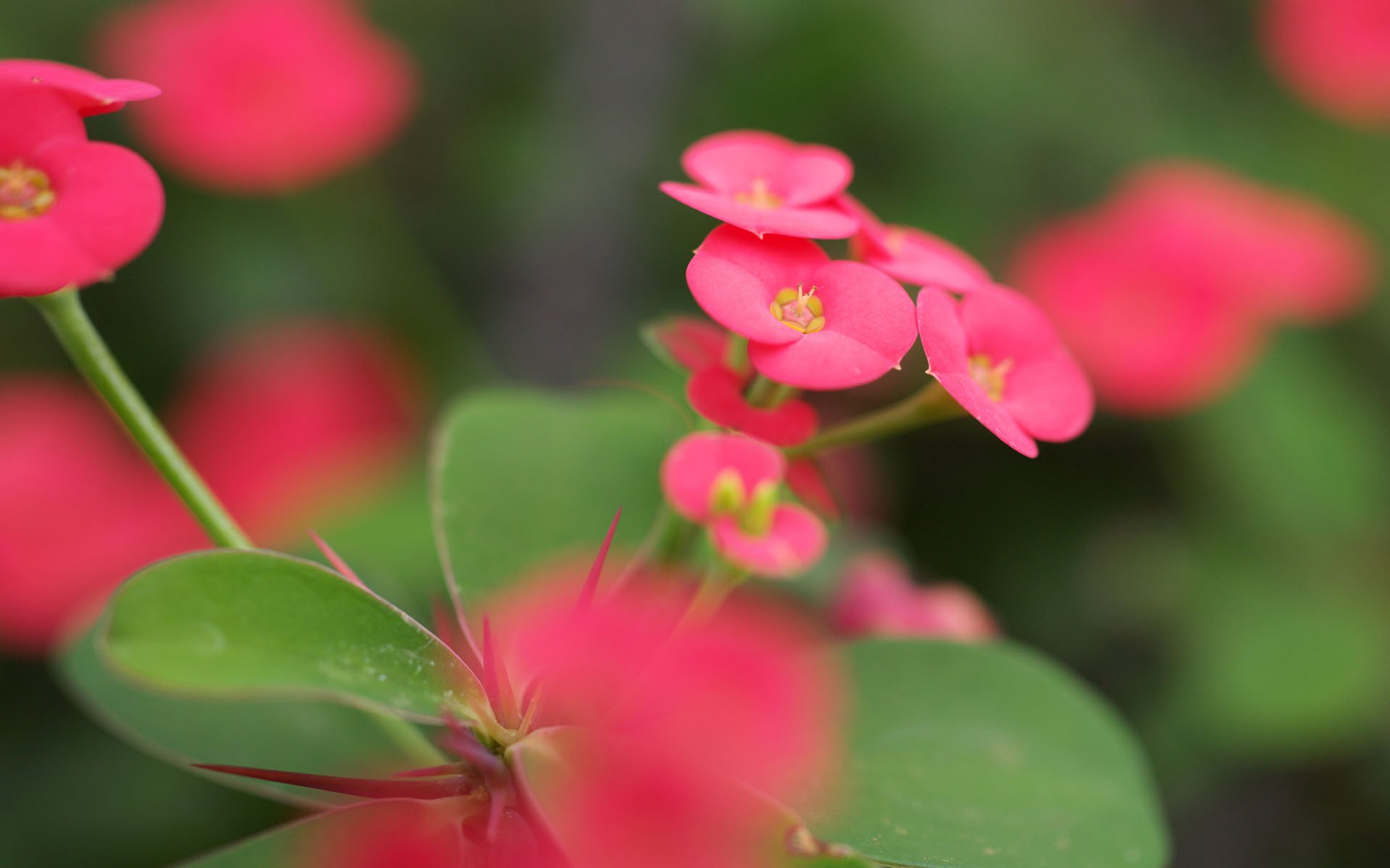 flower close up pink leaves green blur