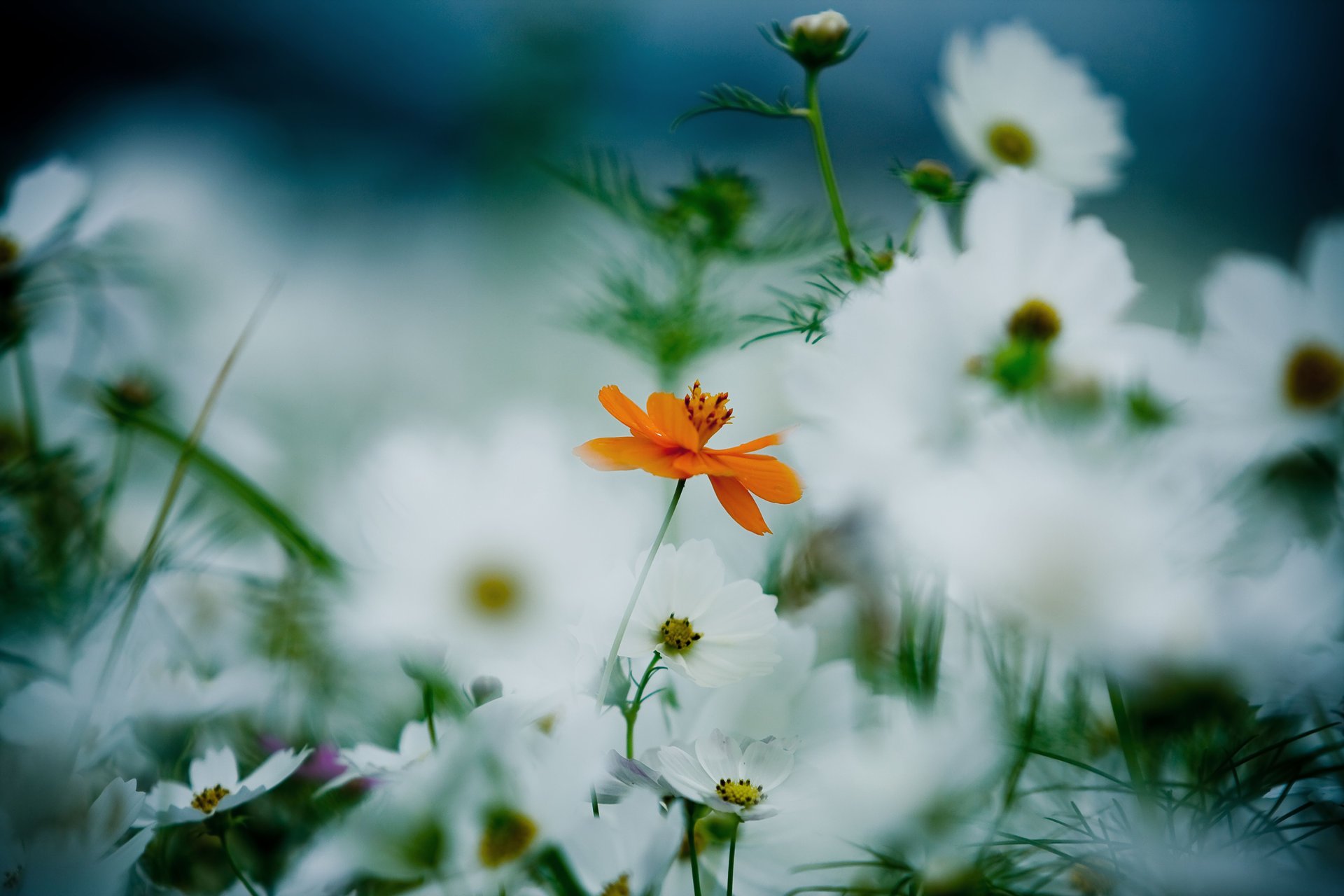 flores naranja blanco cosmea pétalos tallos hierba plantas claro floración verano desenfoque