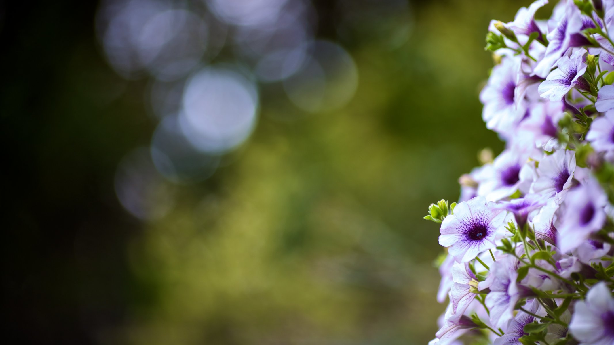 gros plan fleurs bokeh feuilles été