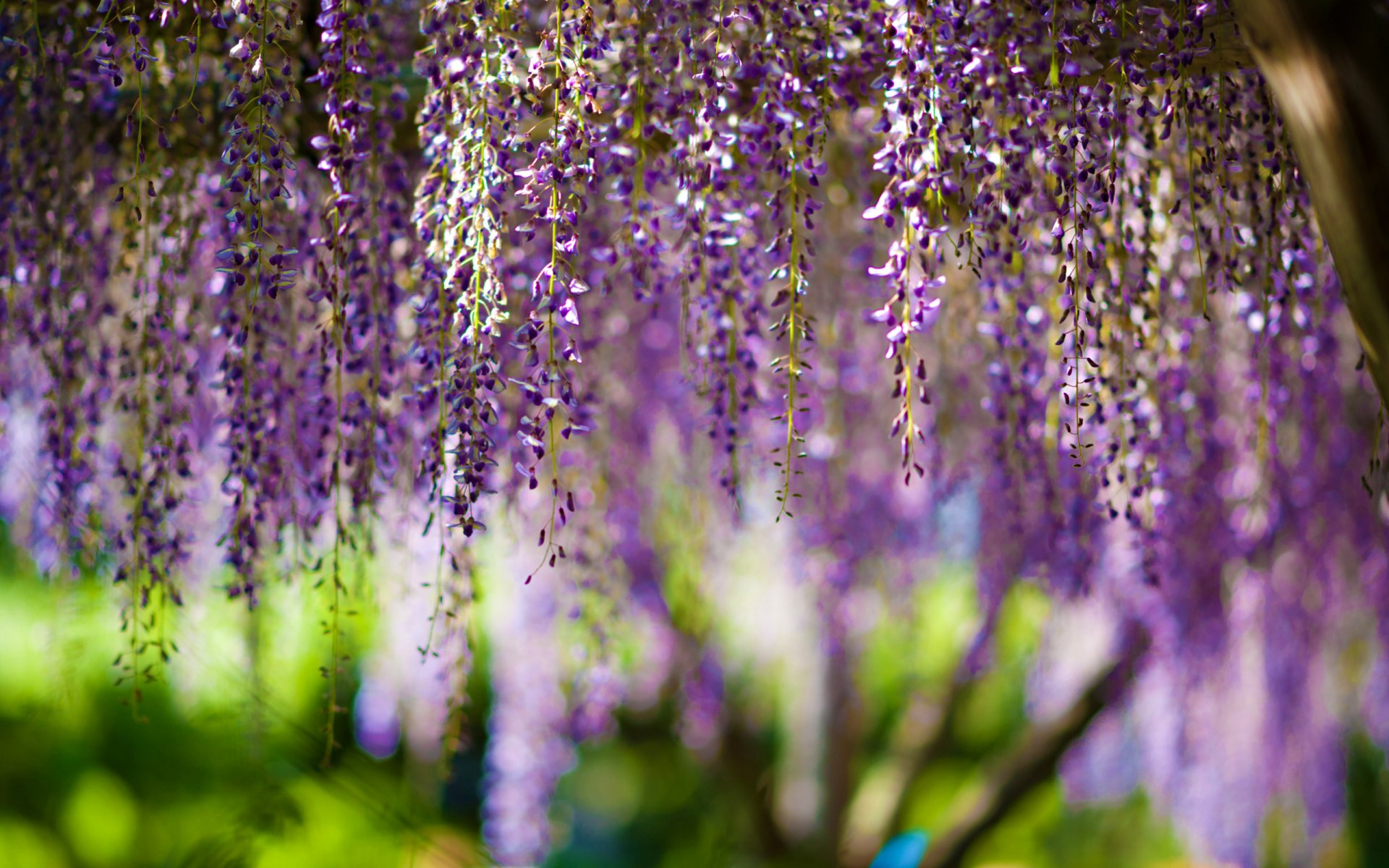 flowers purple bokeh