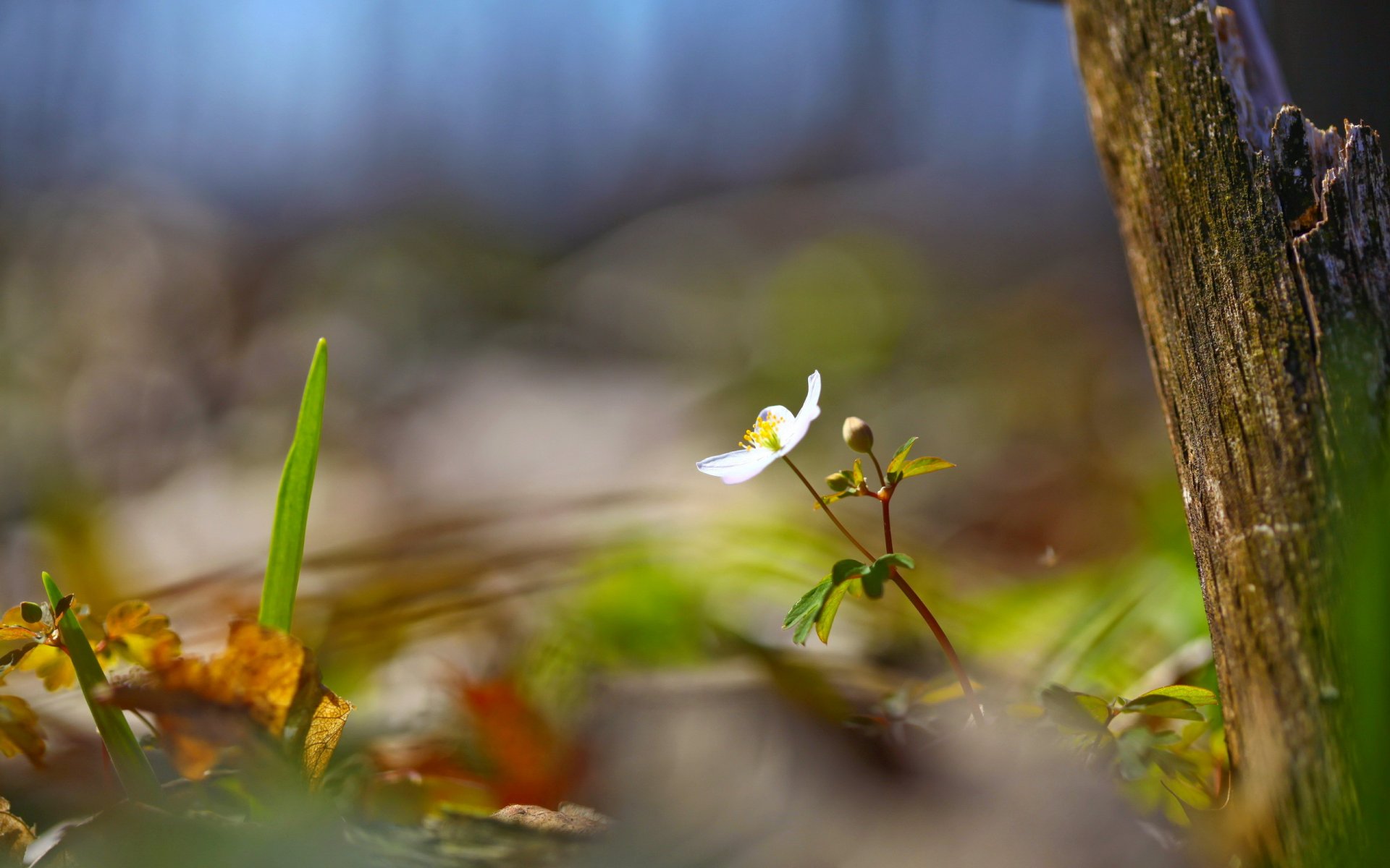 kwiat drzewo natura lato