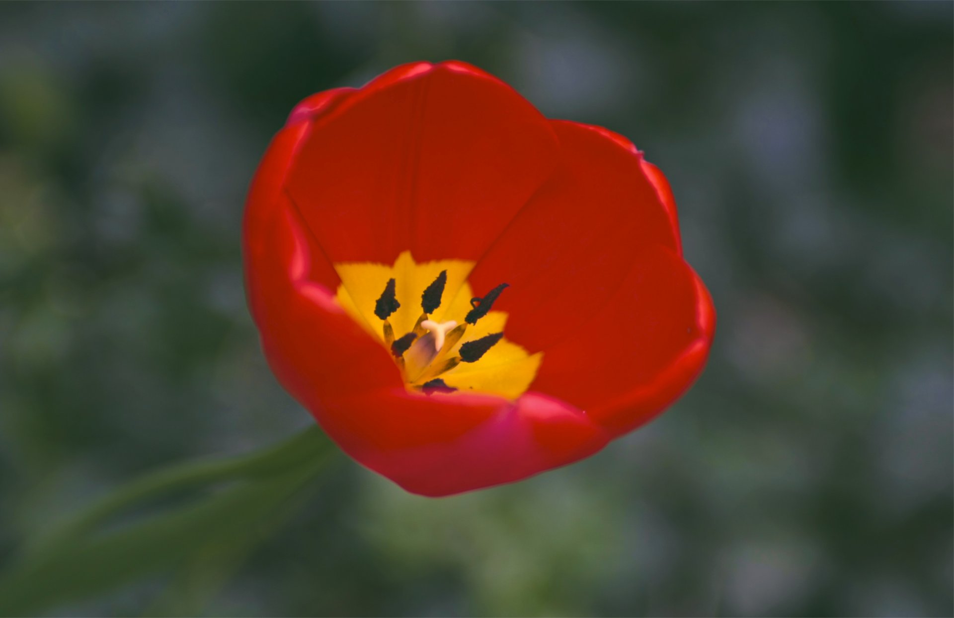 tulip red yellow petals one red one macro focu