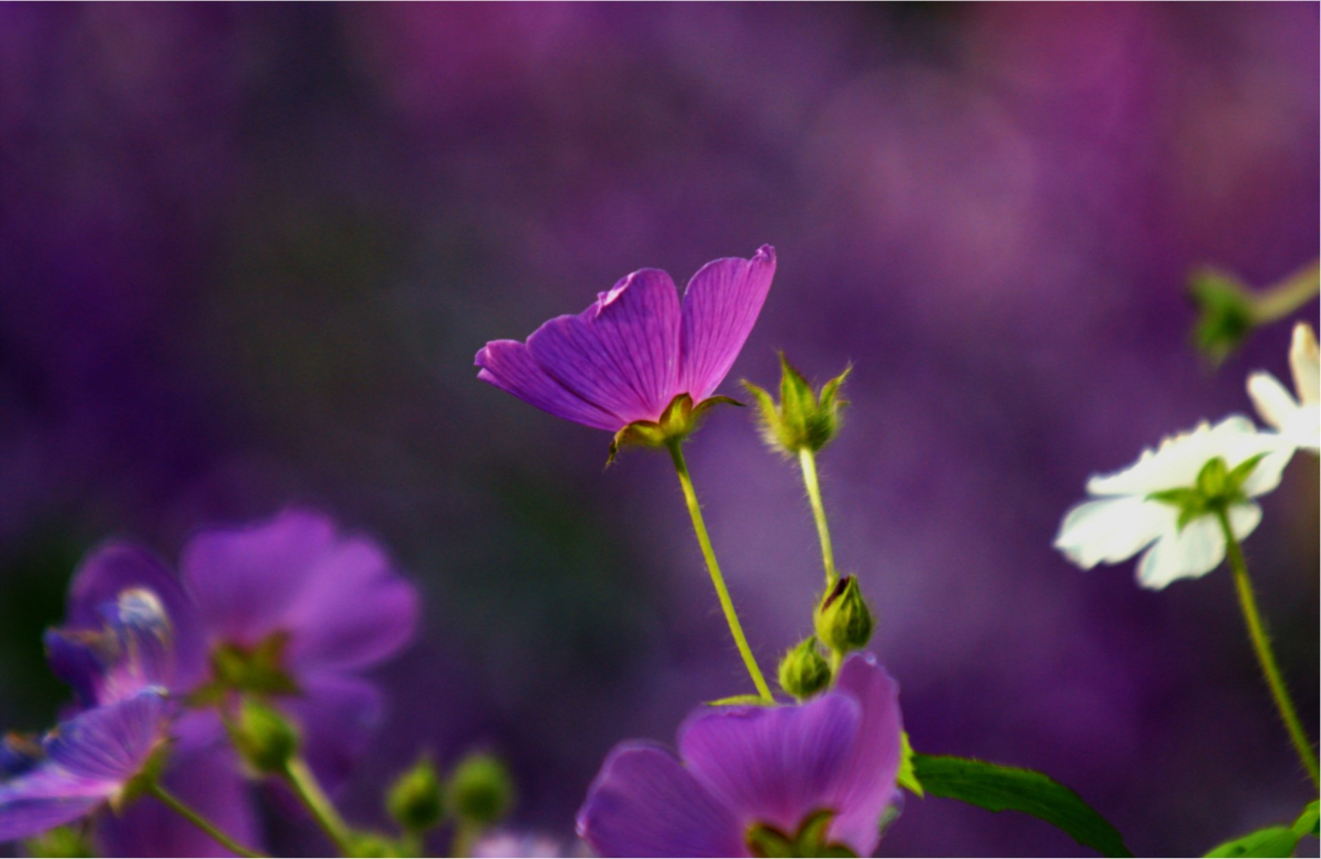 anodo anodi fiori viola bianco macro sfocatura