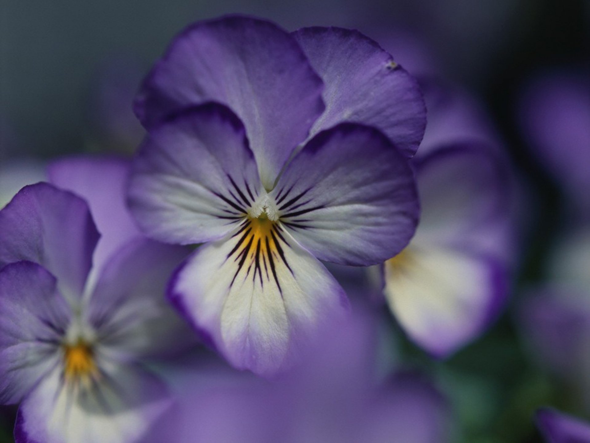 veilchen blume blütenblätter lila