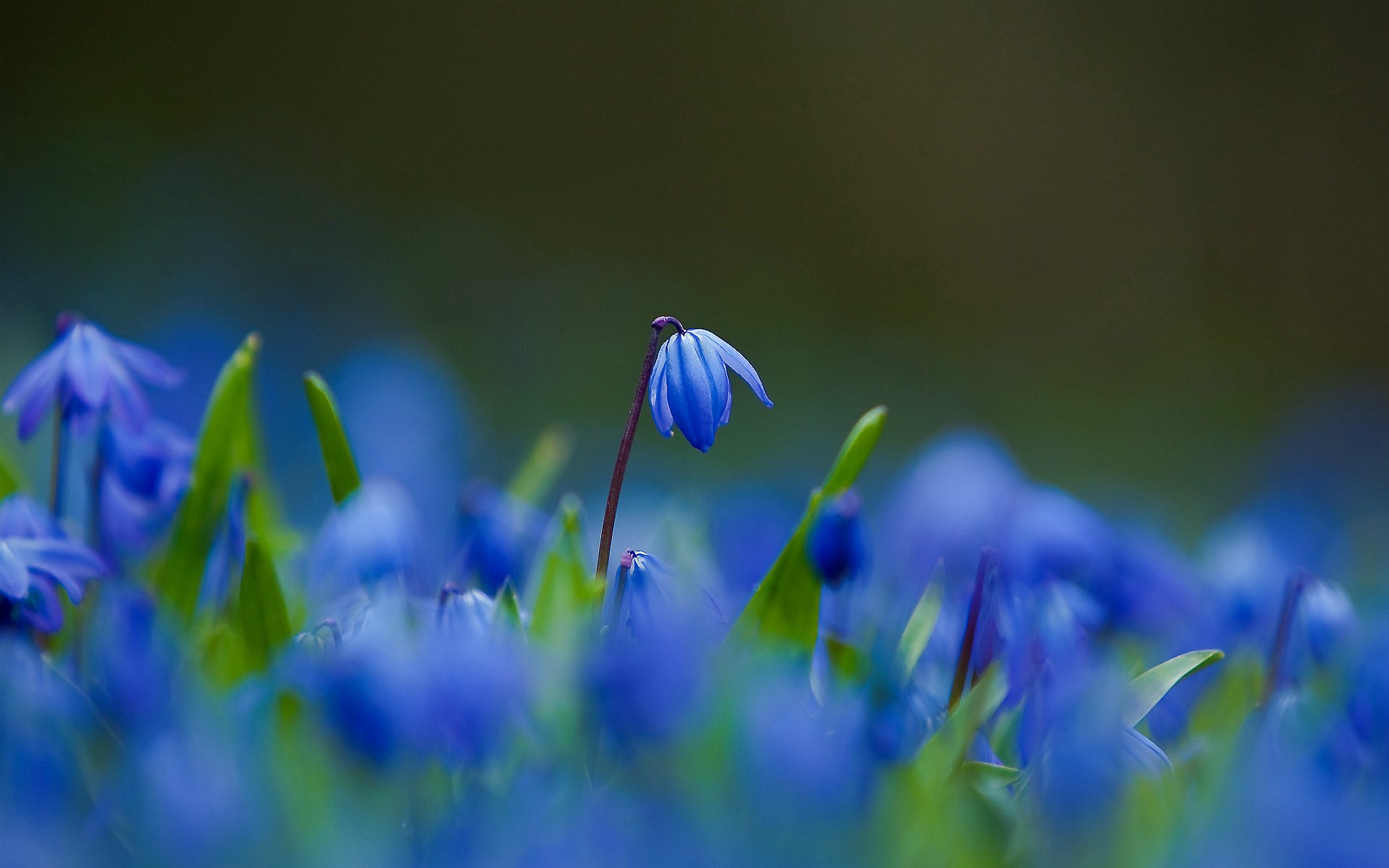 blumen lücken blau blütenblätter makro unschärfe