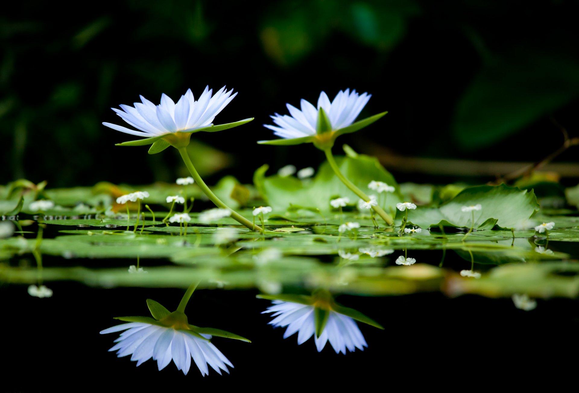 flower water lilies flowers lake background