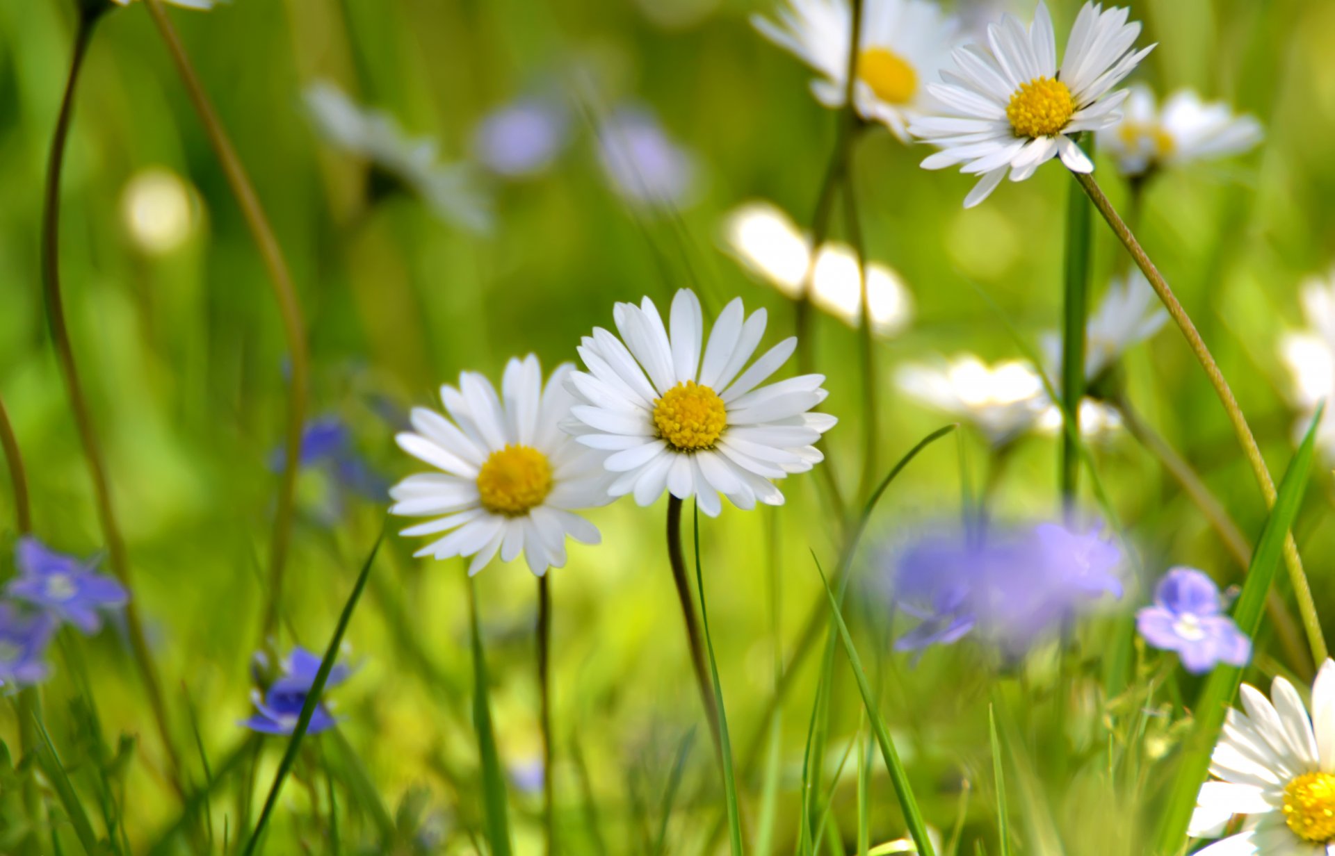 sommer feld wiese gänseblümchen wildblumen weiß