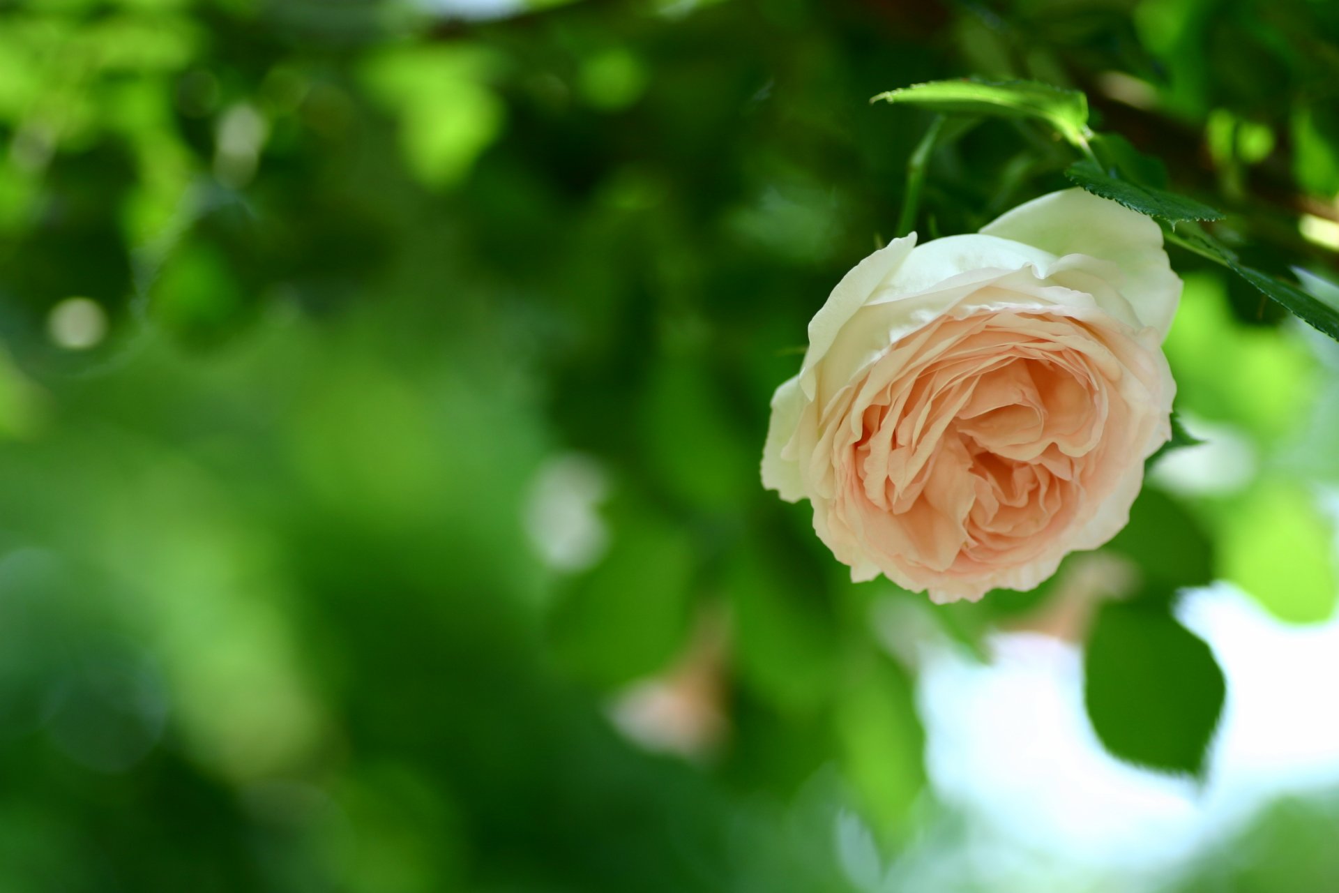 rose pêche couleur bourgeon pétales fleur tige feuilles feuillage vert verdure flou nature