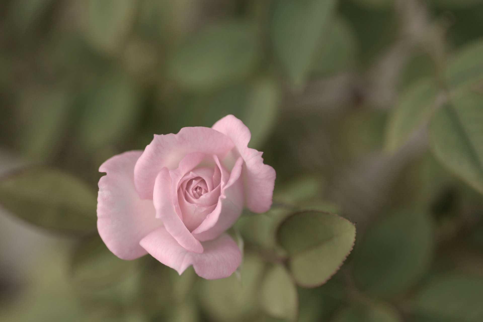 rose pink petals bud flower leaves plants nature close up