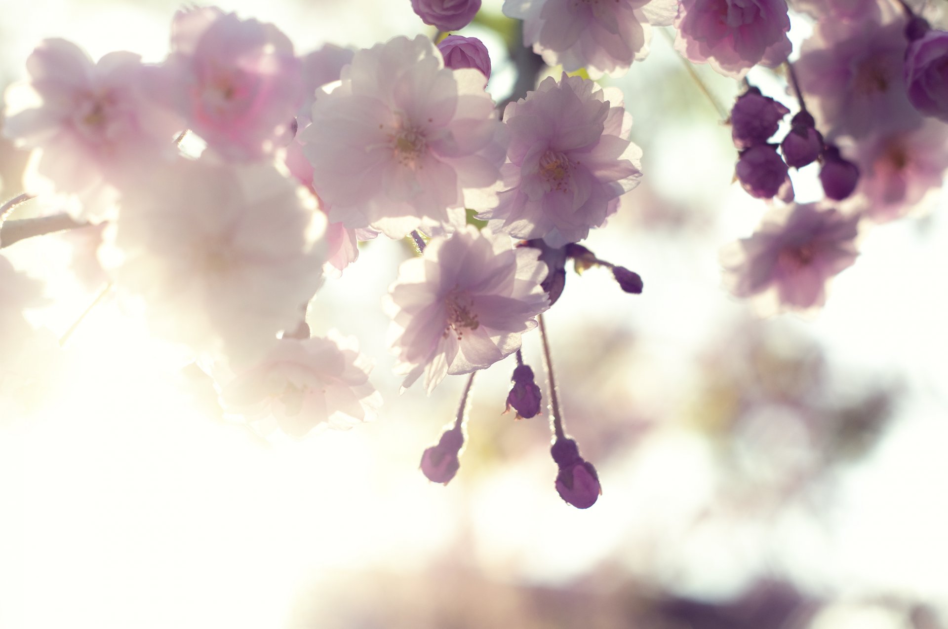 sakura ciliegio fioritura ramo fiori bianco rosa petali luce cielo primavera tenerezza macro