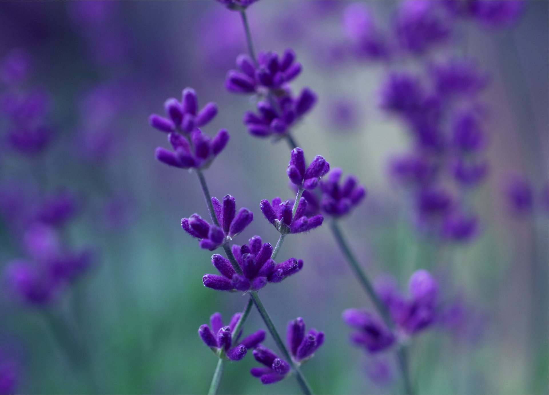 lavanda lilla viola fiori macro sfocatura