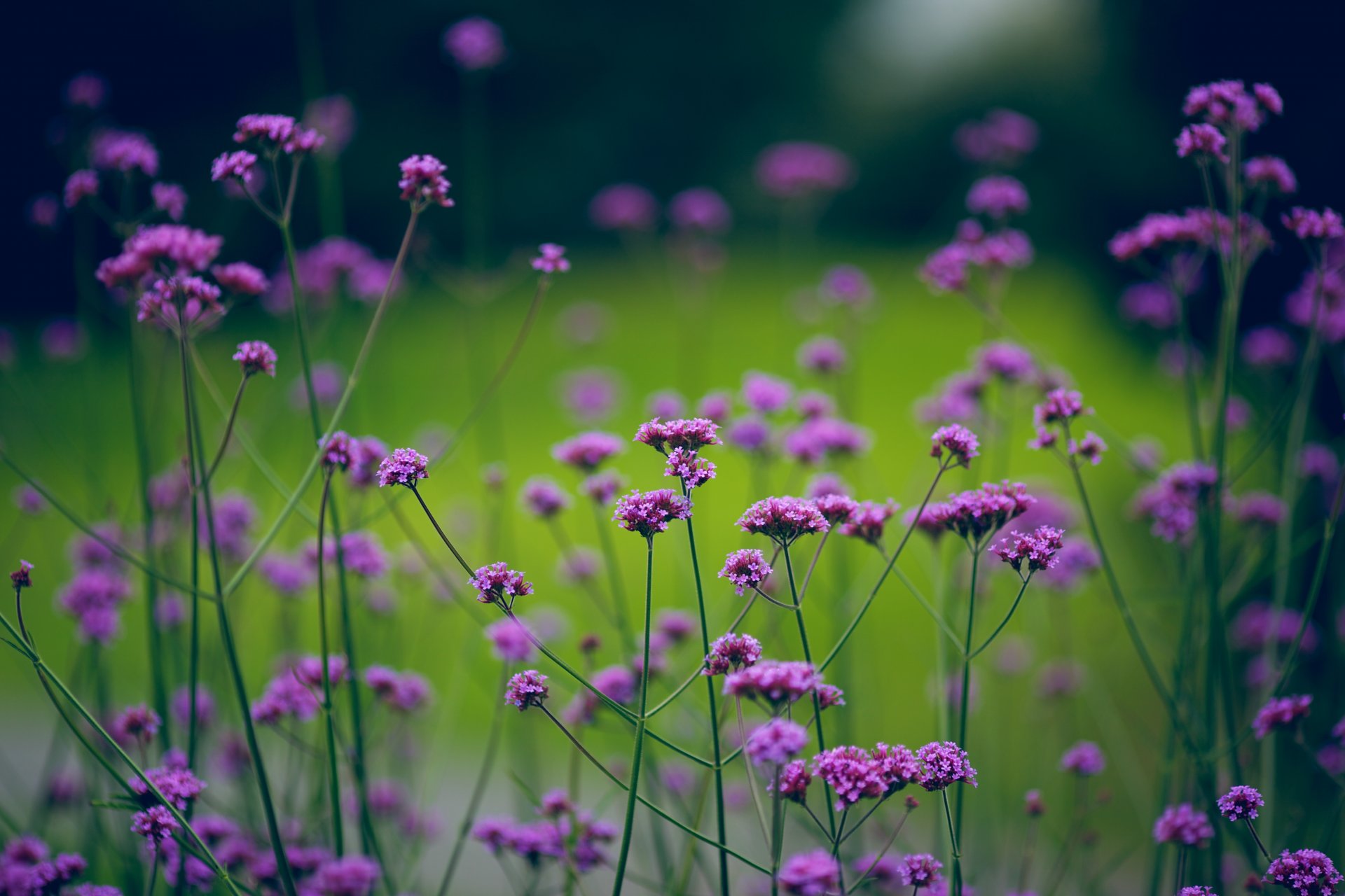 blumen grüns unschärfe natur pflanzen