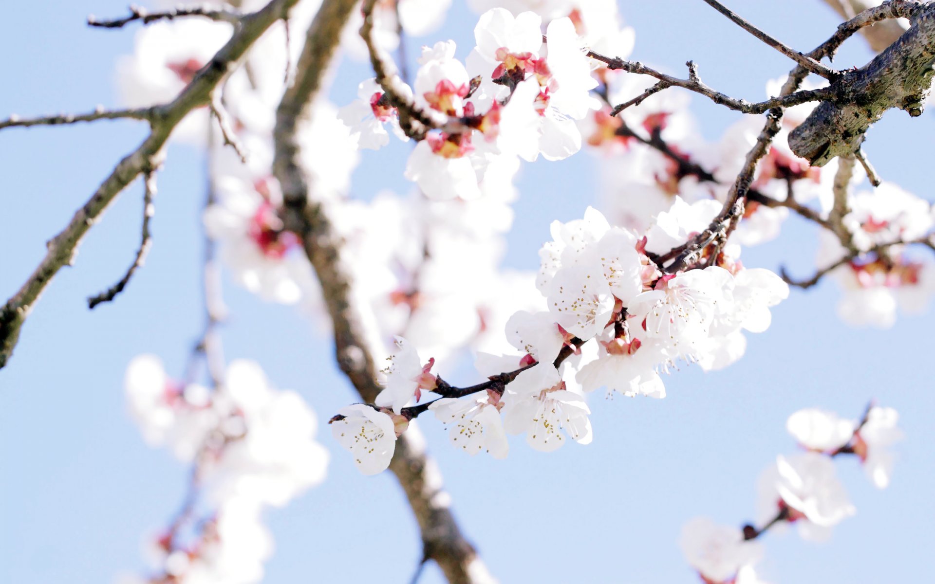 printemps printemps arbre fleurs